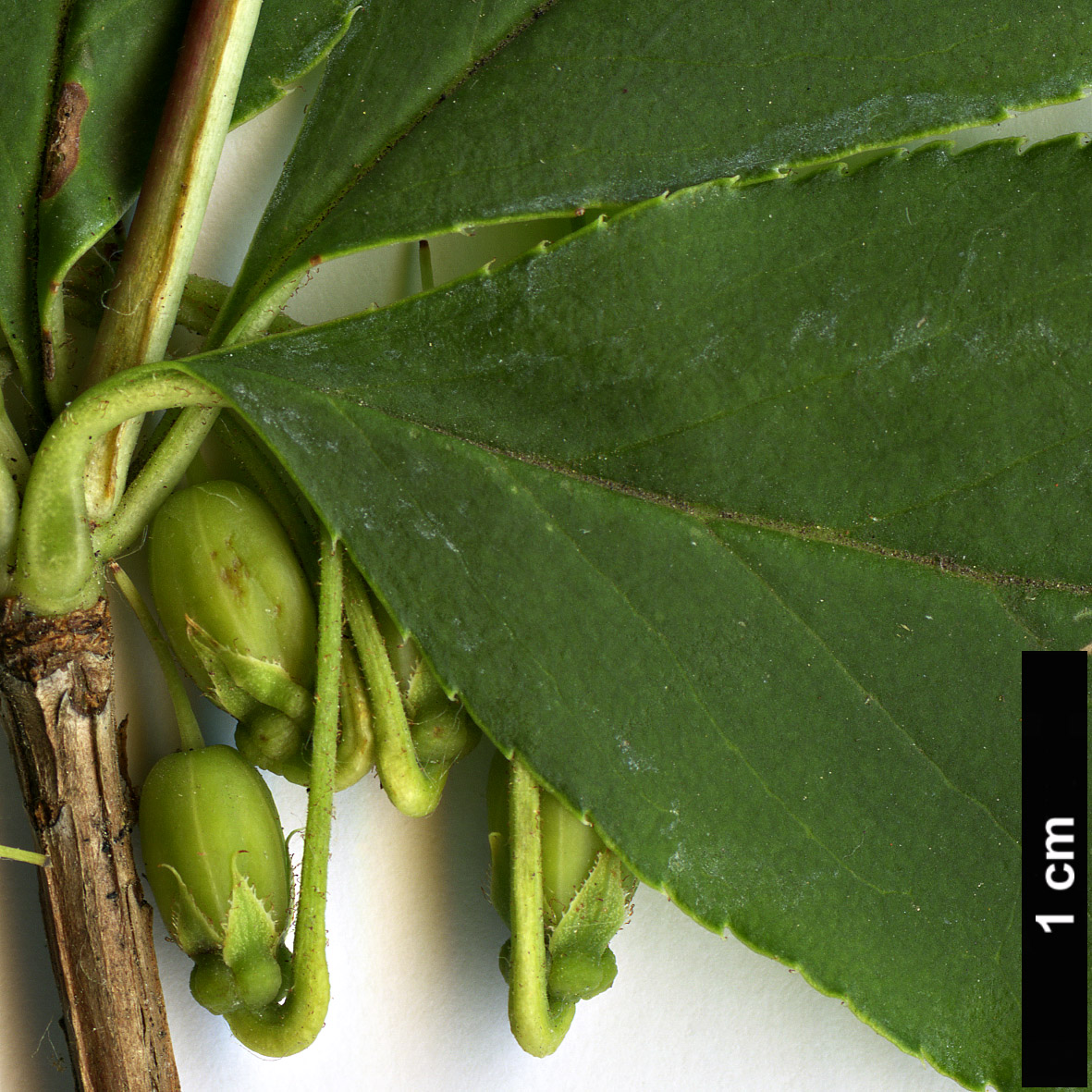 High resolution image: Family: Ericaceae - Genus: Enkianthus - Taxon: cernuus - SpeciesSub: f. rubens